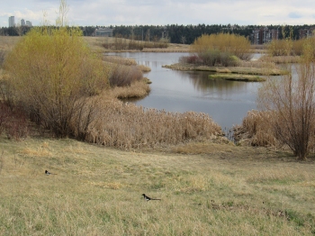 The pond viewed from the northeast. The little island is in line with the space between the cattails in the foreground. April 13th.
