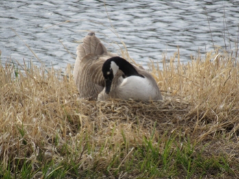 Gwyndolyn on her nest. April 13th.