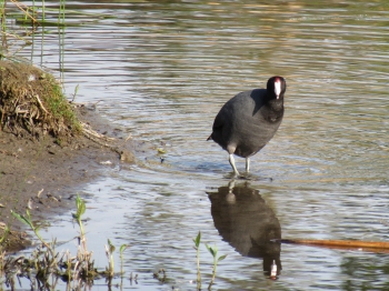 But he/she stopped when he/she heard a persistent series of croaky squawks. I remember them sounding like the first perturbation call on All About Birds: https://www.allaboutbirds.org/guide/American_Coot/sounds