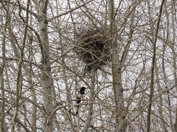 A black-billed magpie near his nest on April 3rd 2016 in the Inglewood Wildlands. I think he is Mr. Magpie and Mrs. Magpie is in the nest with the eggs. Mrs. Magpie does all the incubating and Mr. Magpie brings her food.