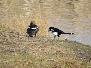 A black-billed magpie collecting mud for its nest at the Children's Hospital Pond, on April 5th. The magpie and the goldeneye are on Gwyndolyn's nesting island.